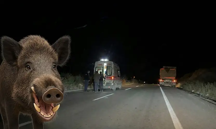 Milas'ta Yaban Domuzu Kazaya Neden Oldu: İki Yaralı