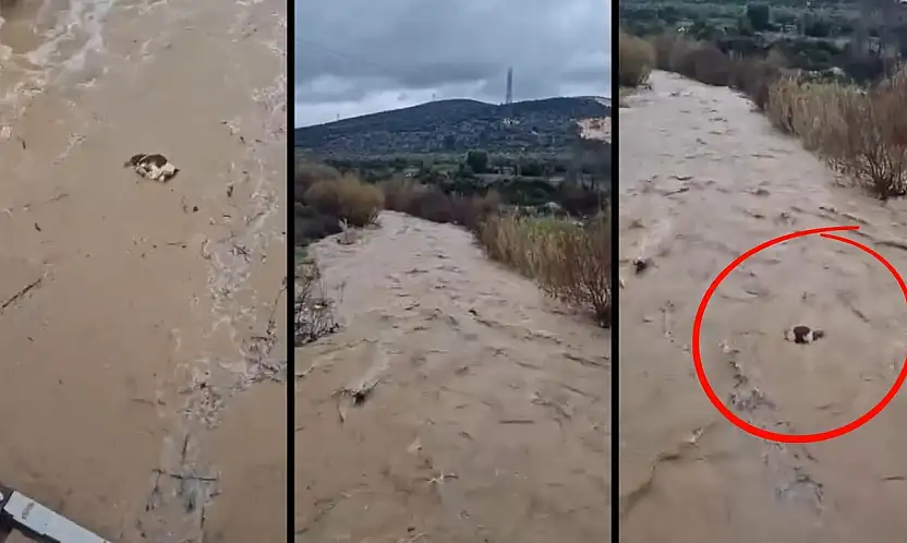 Milas'ın komşu ilçesi Yatağan'da acı manzara: İnek sel sularına kapılarak telef oldu