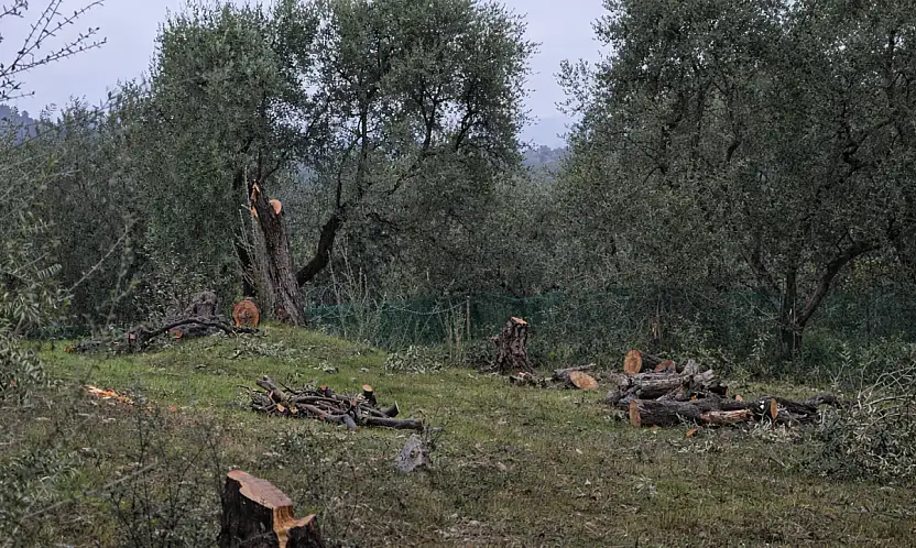 Milas'ta Akbelen tartışmaları sürerken Menteş'te zeytin ağaçlarının kesilmesi gündem oldu