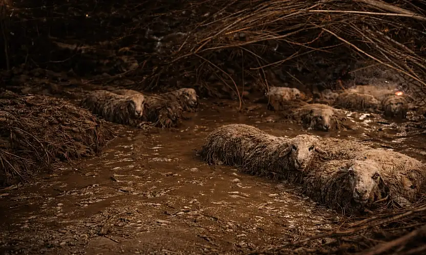 Milas'ta çamura saplanan 30 koyun kurtarıldı, 2 koyun telef oldu