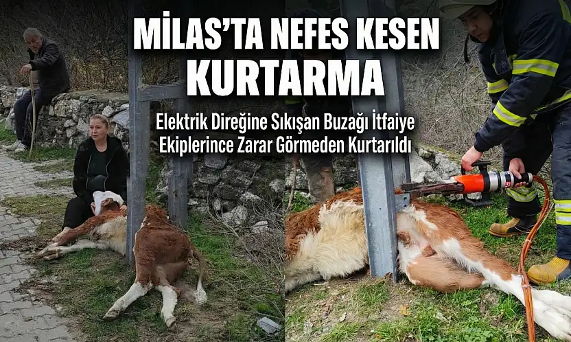 Milas'ta Elektrik Direğine Sıkışan Buzağı Kurtarıldı