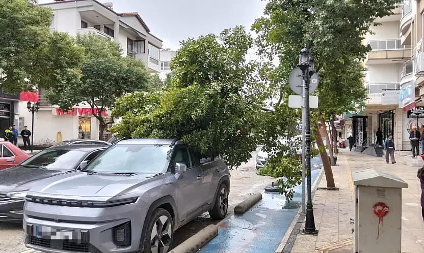 Milas'ta Fırtına Etkisini Gösterdi: Devrilen Ağaç Dalı Araca Zarar Verdi