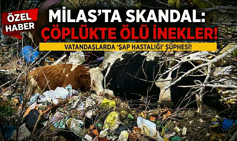Milas'ta Korkunç Manzara: Çöplerin Arasından Ölü İnekler Çıktı!