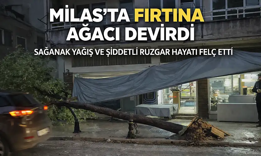 Milas'ta Şiddetli Fırtına Etkili Oldu: Cadde Üzerindeki Ağaç Kökünden Söküldü