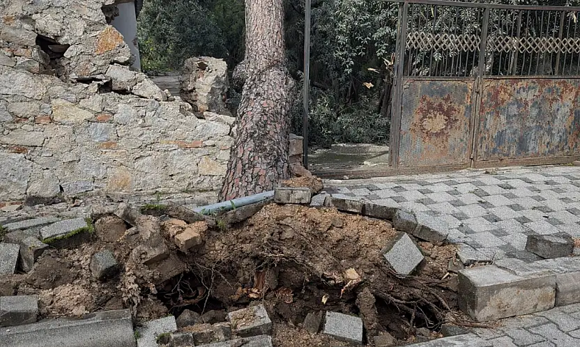 Milas'ta şiddetli rüzgar çam ağacını yıktı