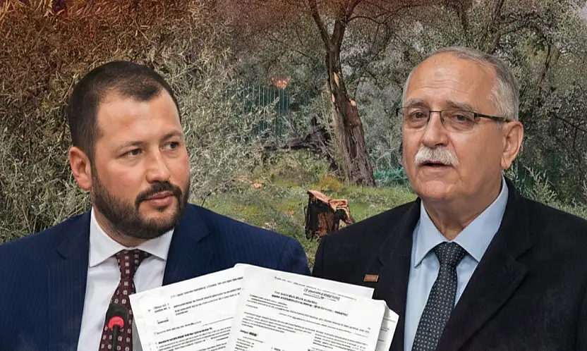 Milas'ta zeytin polemiği büyüyor: AK Parti'den 'aile boyu ruhsat' iddiası
