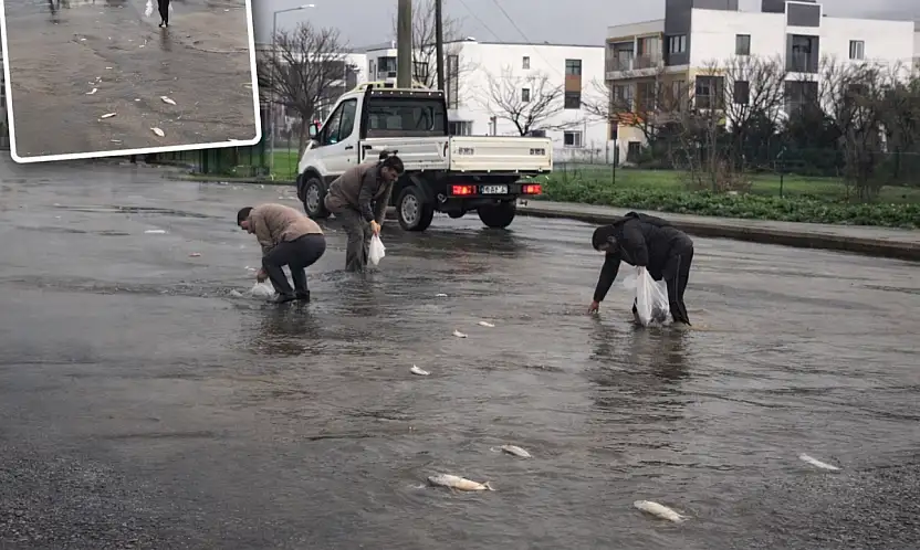 Mumcular'da yağış sonrası gölet taştı, balıklar yola çıktı