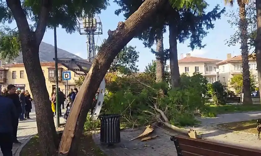 Son Dakika: Milas'ta Korku Dolu Anlar! Düşen Dallar Bebekli Anneleri Vurdu