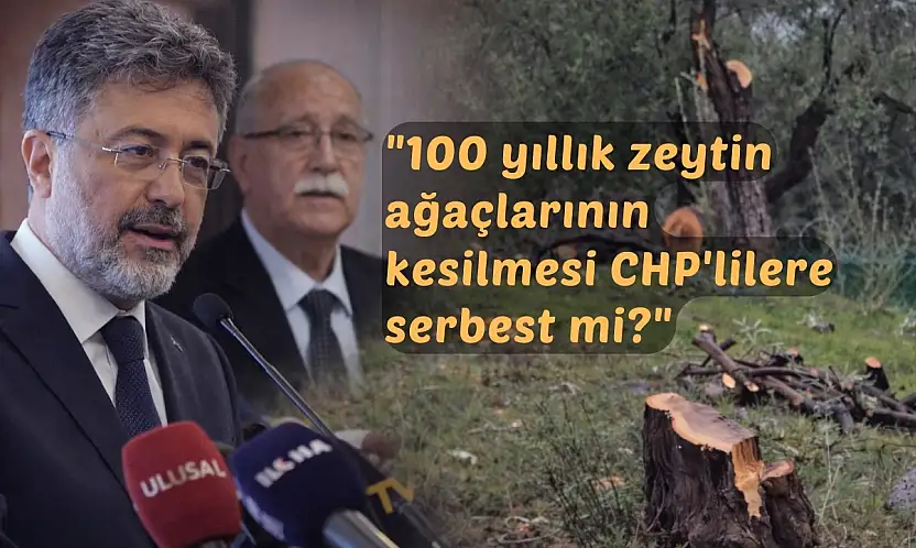 Tarım ve Orman Bakanı Yumaklı'dan Milas'ta kesilen zeytin ağaçlarıyla ilgili sert açıklama