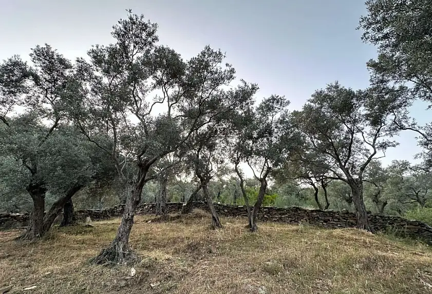 Dünya Artık Milas'ı Konuşacak: O Ünlü Zeytin Bahçelerinin Yağı AB Tarafından Tescillendi